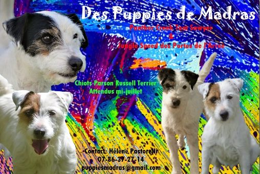 Des Puppies De Madras - Portée 2019: Les tous premiers Puppies de Madras sont nés