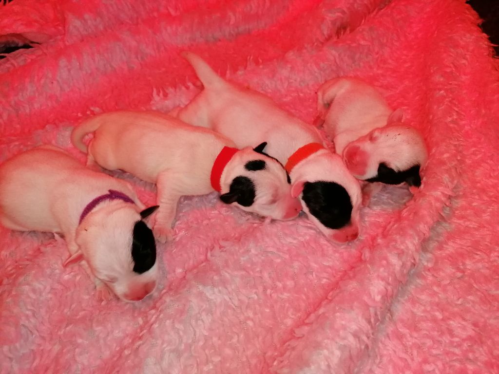 Des Puppies De Madras - Premiers jours de vie et les bébés profitent très bien !!!
