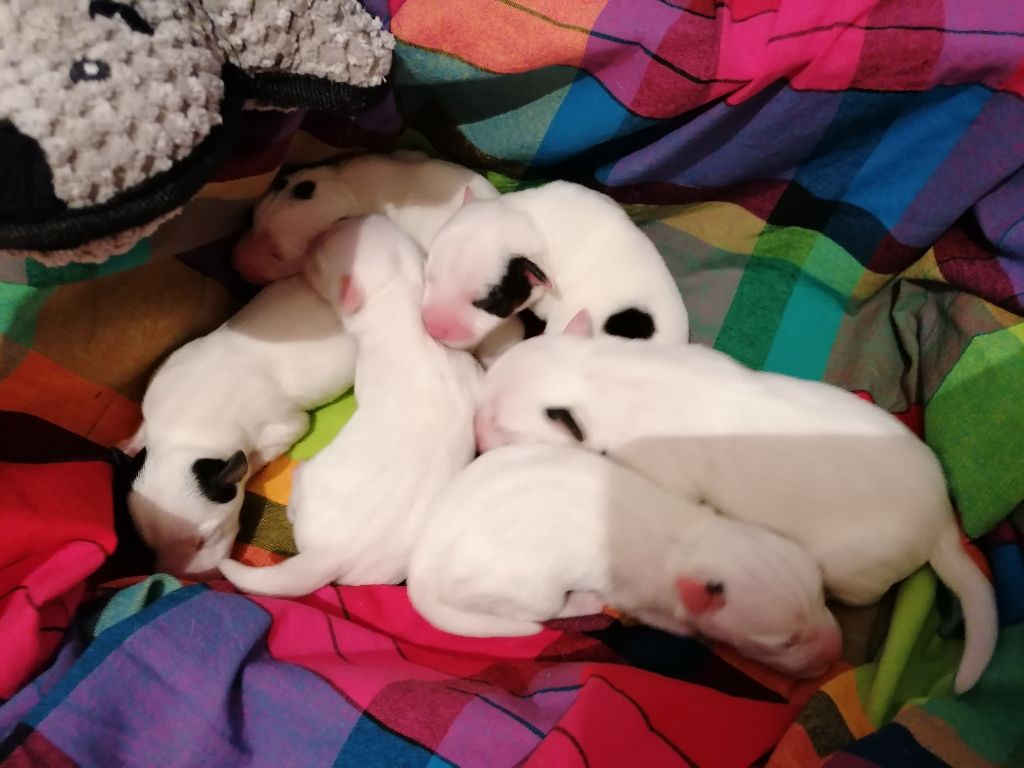 Des Puppies De Madras - Les puppies sont nés: 4 petits gars et 2 demoiselles