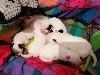  - Les puppies sont nés: 4 petits gars et 2 demoiselles