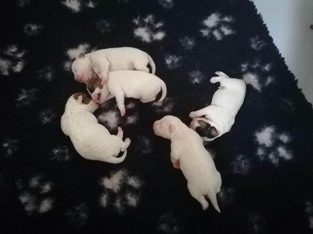 Des Puppies De Madras - Nos Puppies sont nés 