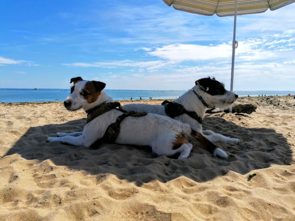 Des Puppies De Madras - Août 2019: Les vacances à la mer, le pied !