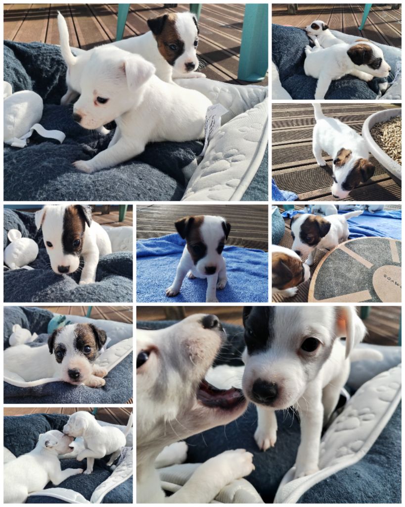 chiot Parson Russell Terrier Des Puppies De Madras