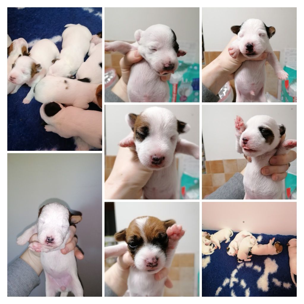 Des Puppies De Madras - Parson Russell Terrier - Portée née le 20/12/2020