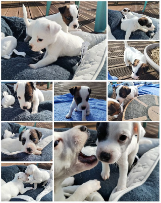 Des Puppies De Madras - Parson Russell Terrier - Portée née le 18/05/2024