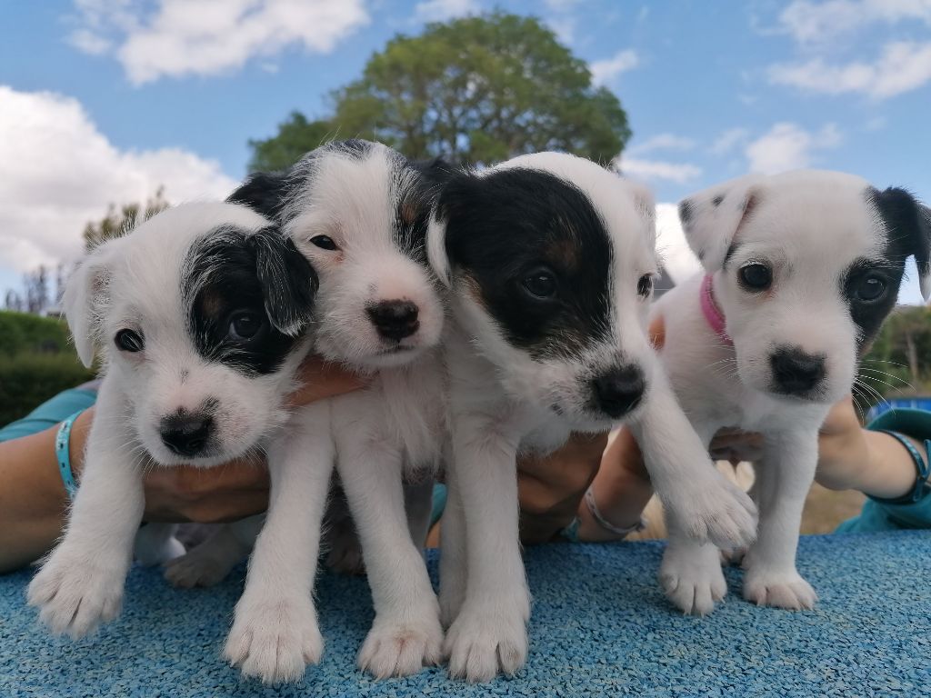 Des Puppies De Madras - Parson Russell Terrier - Portée née le 14/07/2019