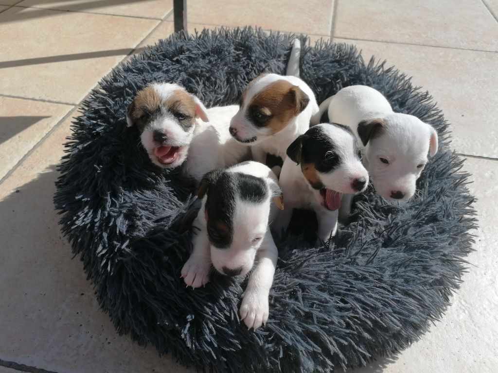 Des Puppies De Madras - Parson Russell Terrier - Portée née le 03/09/2021