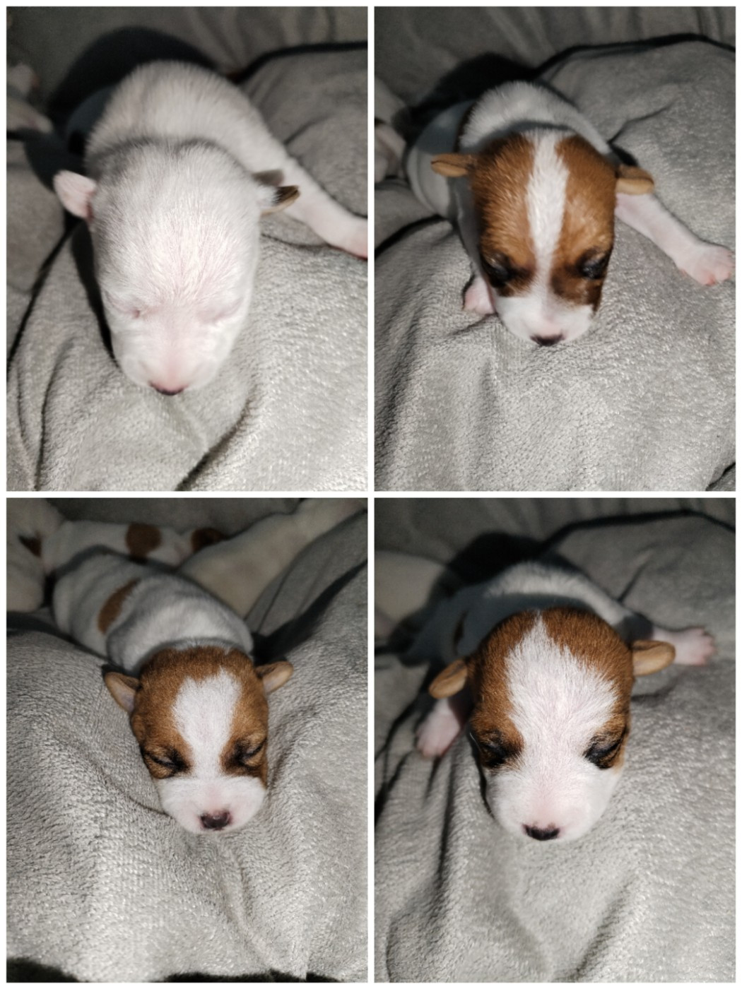 4 demoiselles nées de ma douce et belle Olympe sont arrivées ce 8 juillet 2026