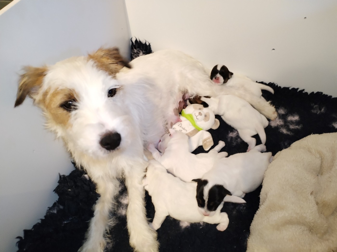 Vesta et Abel vous présentent leurs 5 magnifiques Puppies