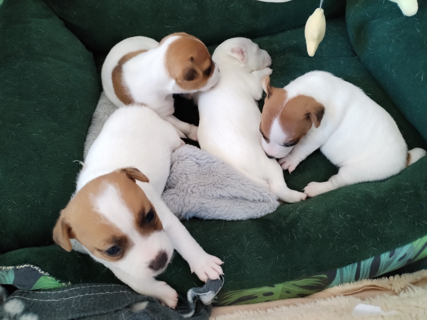 4 demoiselles nées de ma douce et belle Olympe sont arrivées ce 8 juillet 2026