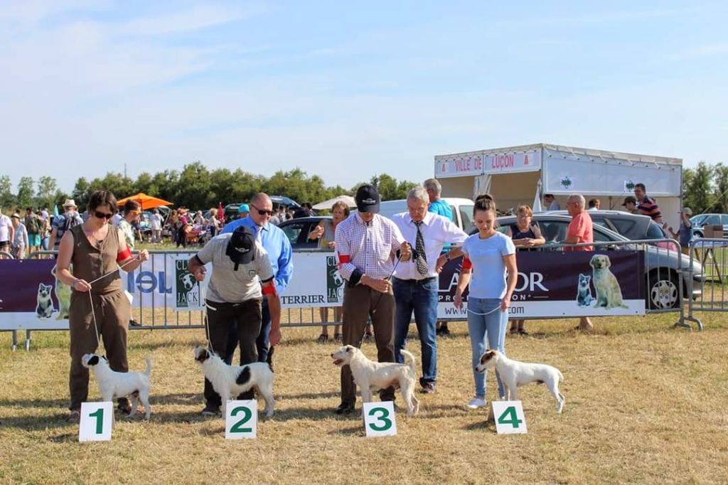 Des Puppies De Madras - 4 Aout 2019: Régionale d'élevage des Jack et Parson Russell