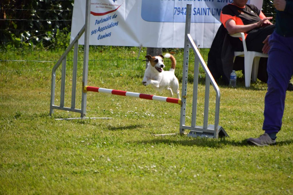 Des Puppies De Madras - 17 avril 2022 Reprise de l'Agility