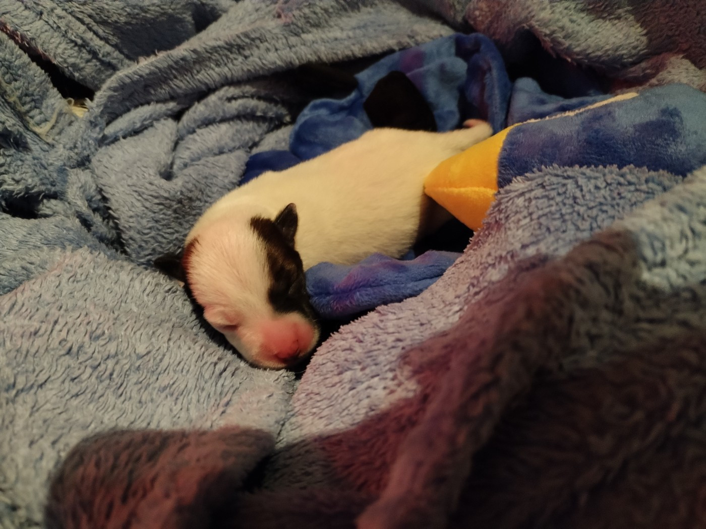 Des Puppies De Madras - Chiots disponibles - Parson Russell Terrier