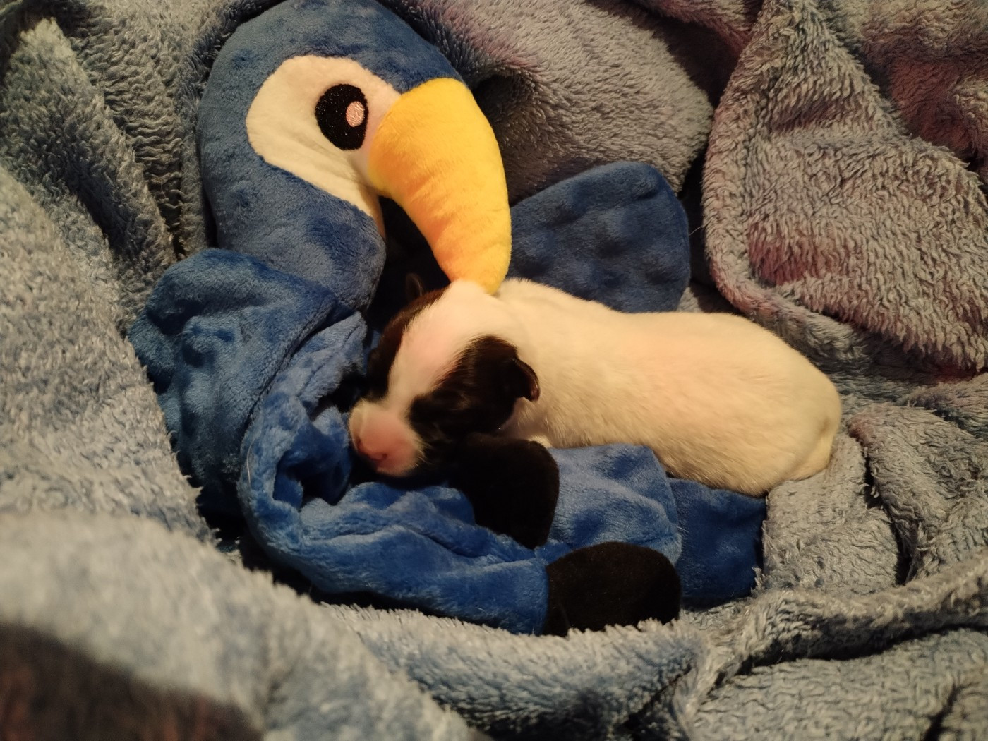 Des Puppies De Madras - Chiots disponibles - Parson Russell Terrier