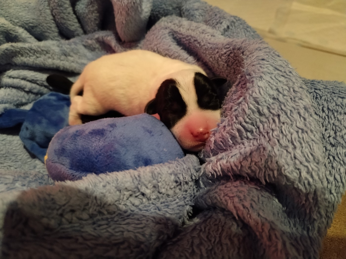 Des Puppies De Madras - Chiots disponibles - Parson Russell Terrier