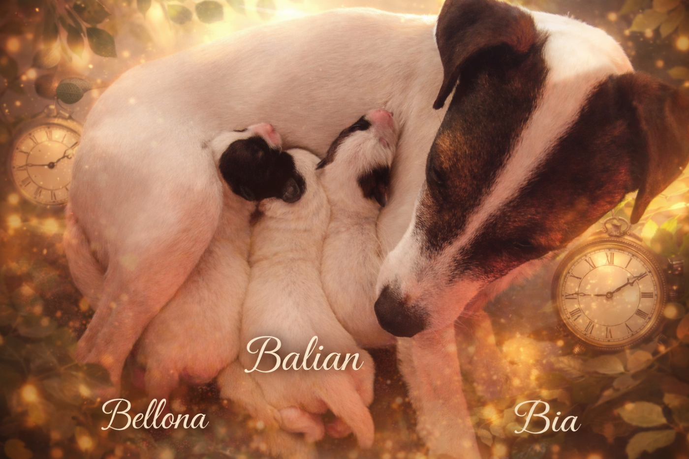 Des Puppies De Madras - Parson Russell Terrier - Portée née le 16/02/2026