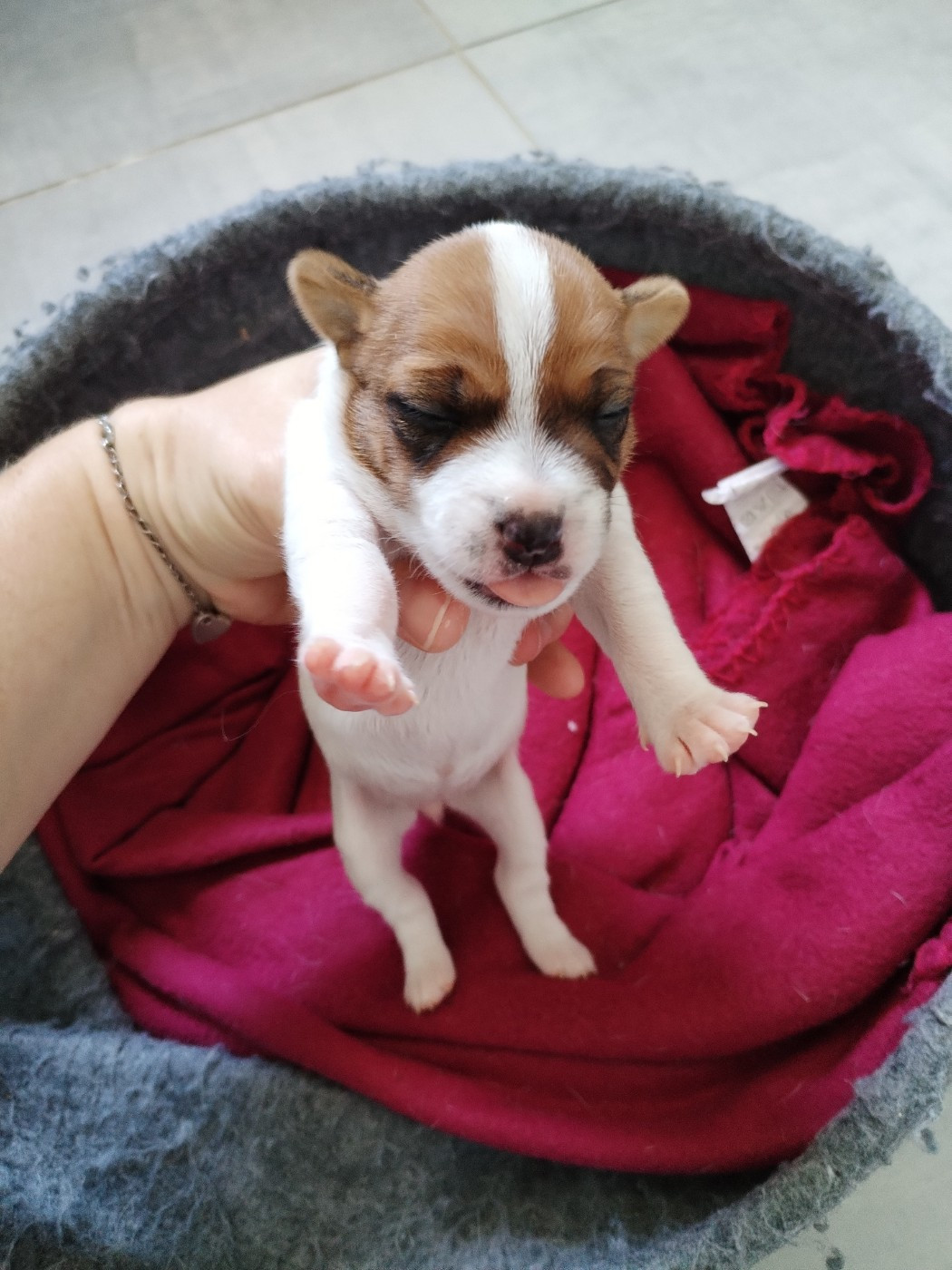 Des Puppies De Madras - Chiots disponibles - Jack Russell Terrier