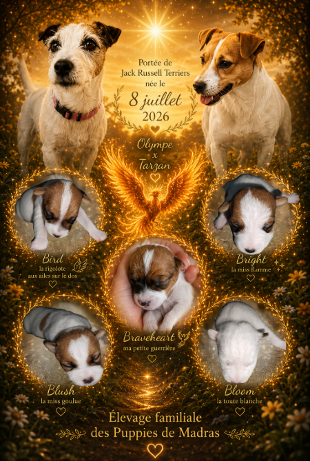 Chiot Parson Russell Terrier Des Puppies De Madras