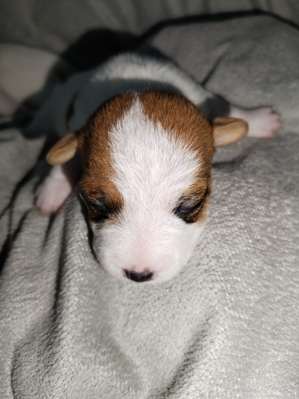 Des Puppies De Madras - Chiots disponibles - Parson Russell Terrier