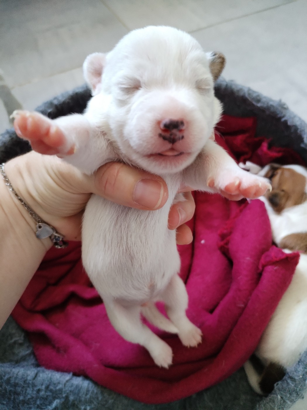 Des Puppies De Madras - Chiots disponibles - Parson Russell Terrier