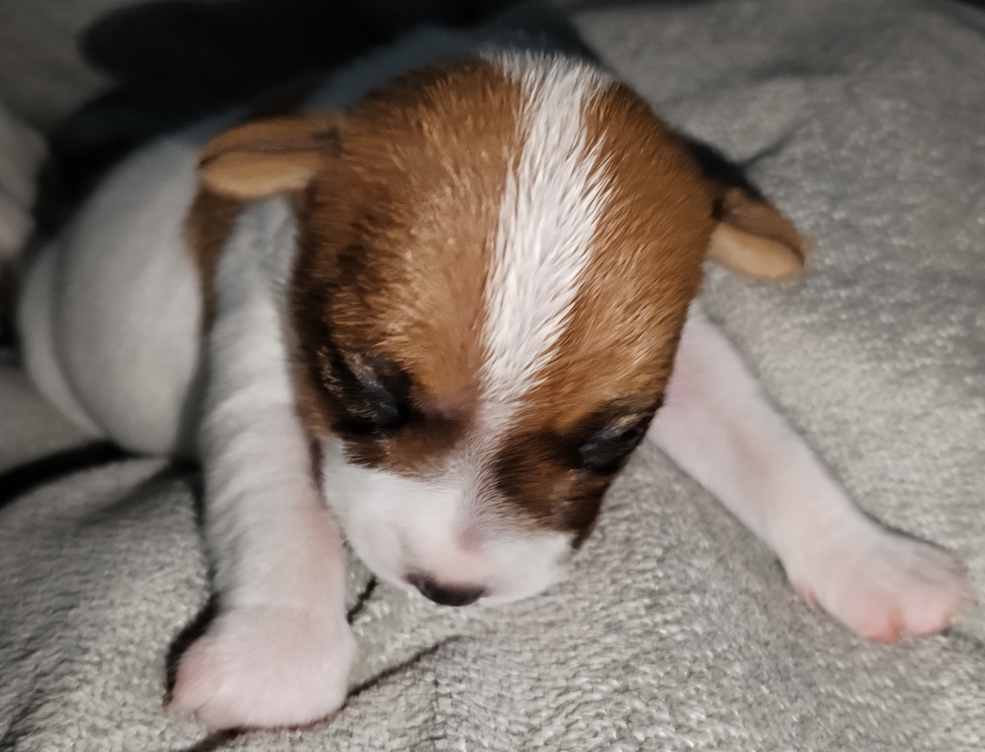 Des Puppies De Madras - Chiots disponibles - Parson Russell Terrier