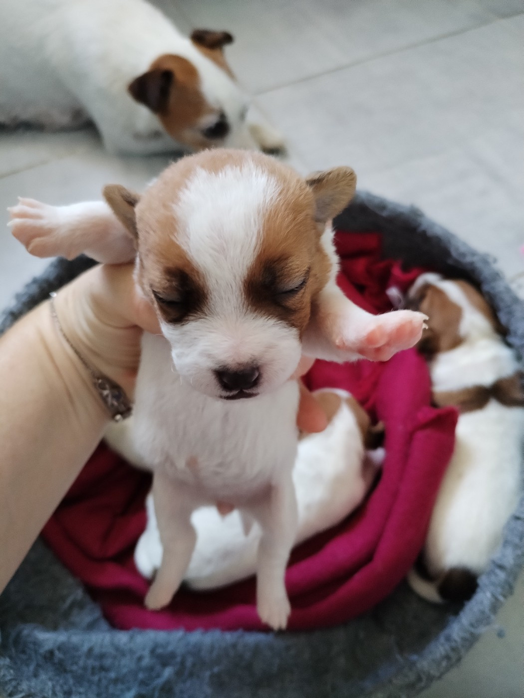 Des Puppies De Madras - Chiots disponibles - Parson Russell Terrier