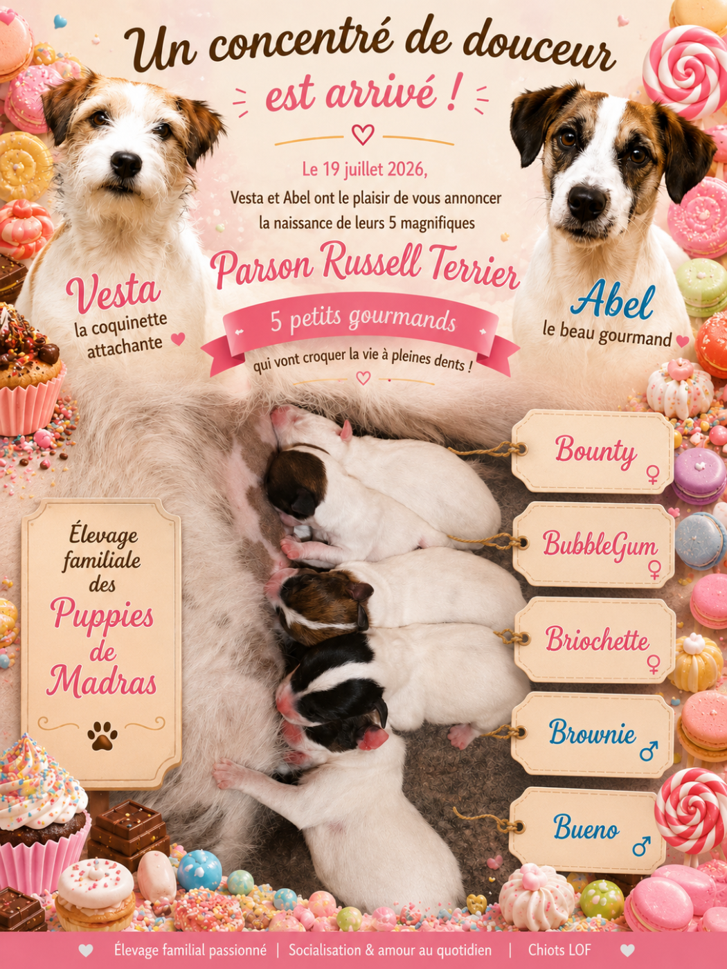 Chiot Parson Russell Terrier Des Puppies De Madras