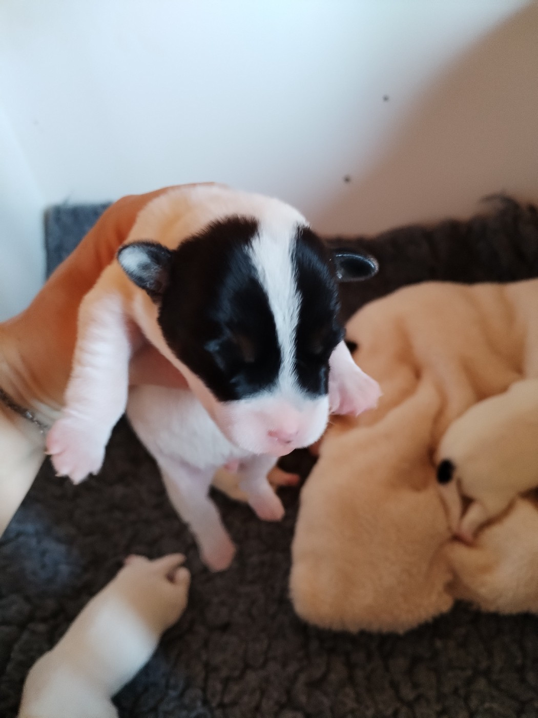 Des Puppies De Madras - Chiots disponibles - Parson Russell Terrier