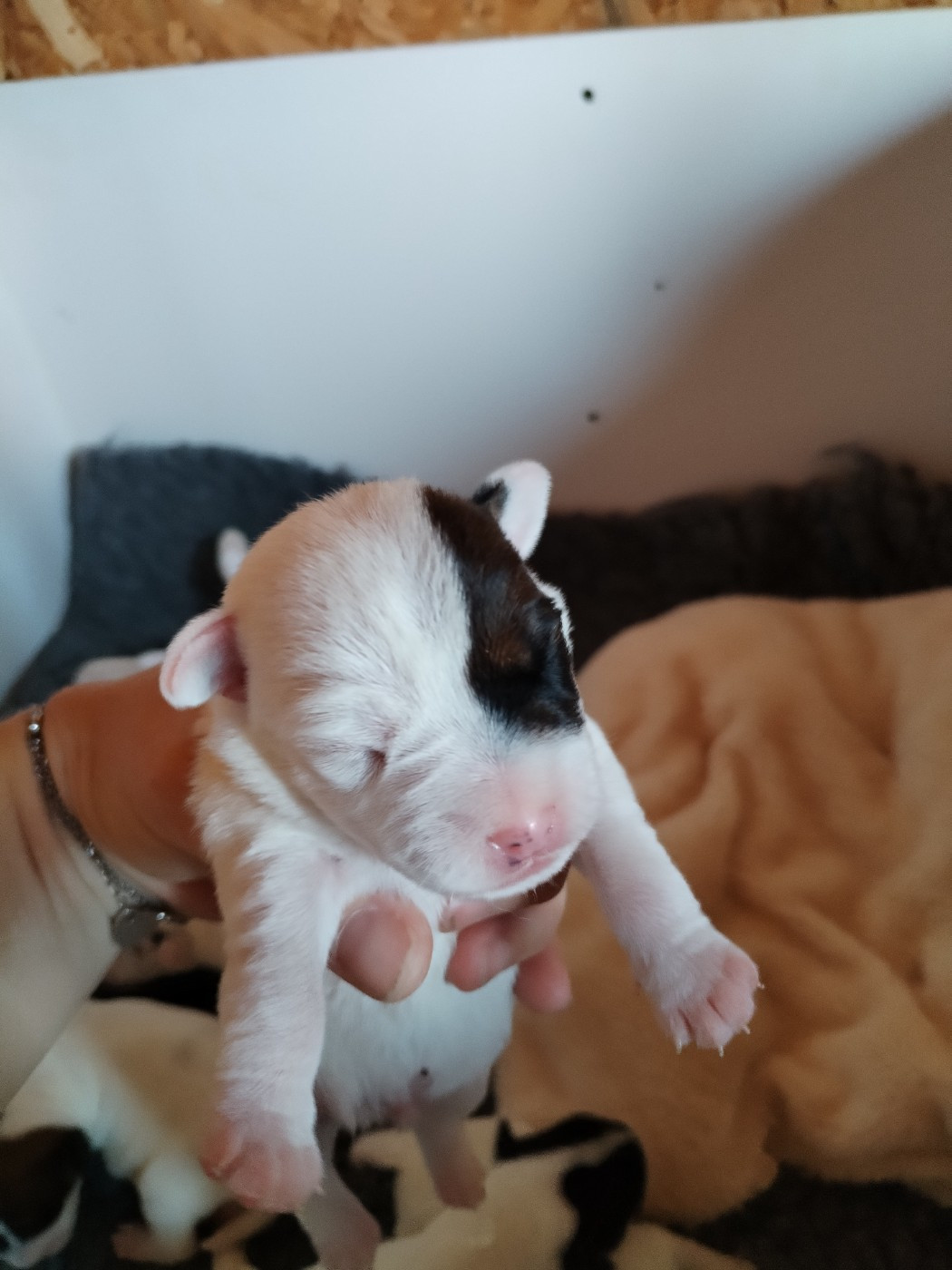 Des Puppies De Madras - Chiots disponibles - Parson Russell Terrier