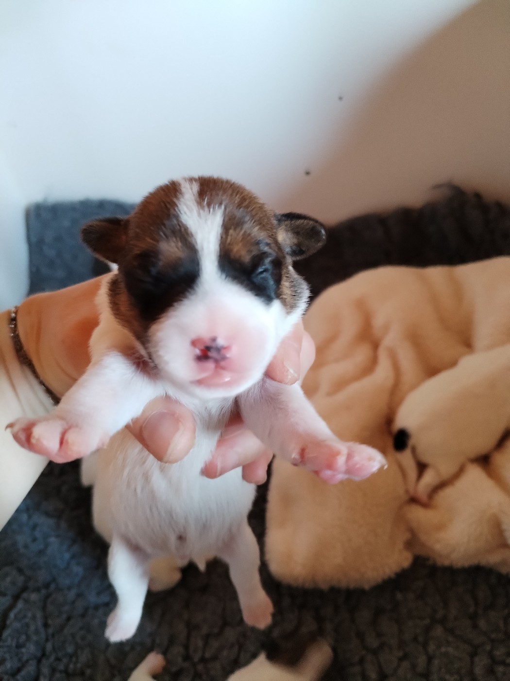 Des Puppies De Madras - Chiots disponibles - Parson Russell Terrier