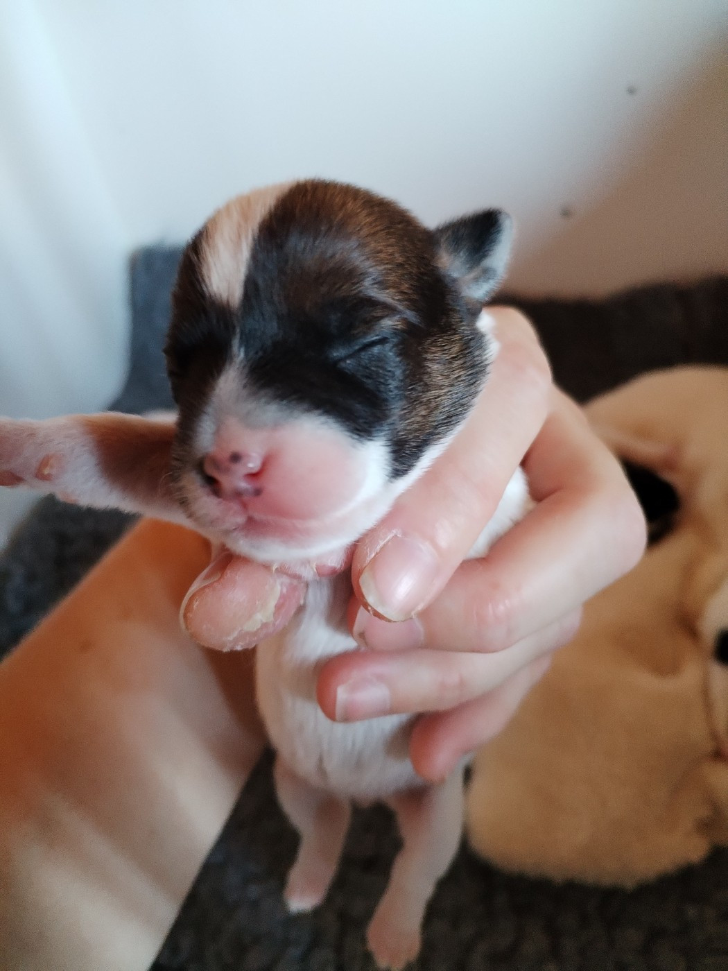 Des Puppies De Madras - Chiots disponibles - Parson Russell Terrier