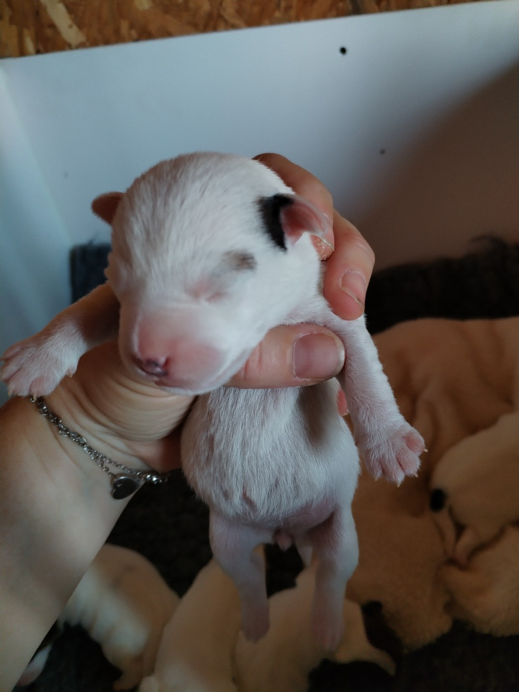 Des Puppies De Madras - Chiots disponibles - Parson Russell Terrier