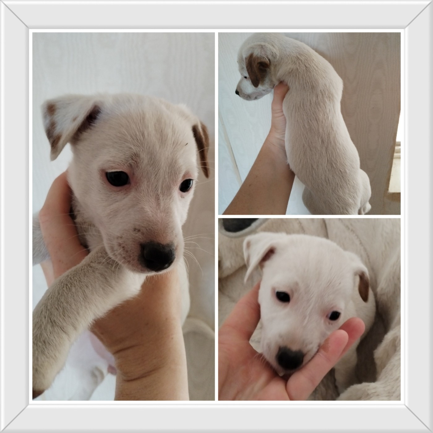 Des Puppies De Madras - Chiots disponibles - Jack Russell Terrier