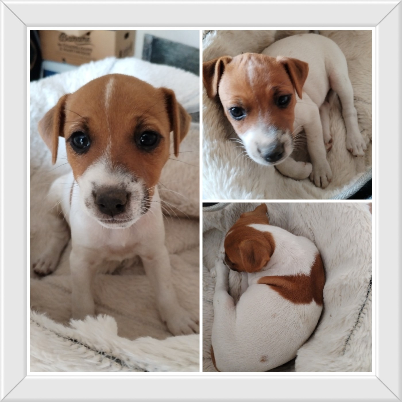 Des Puppies De Madras - Chiots disponibles - Jack Russell Terrier