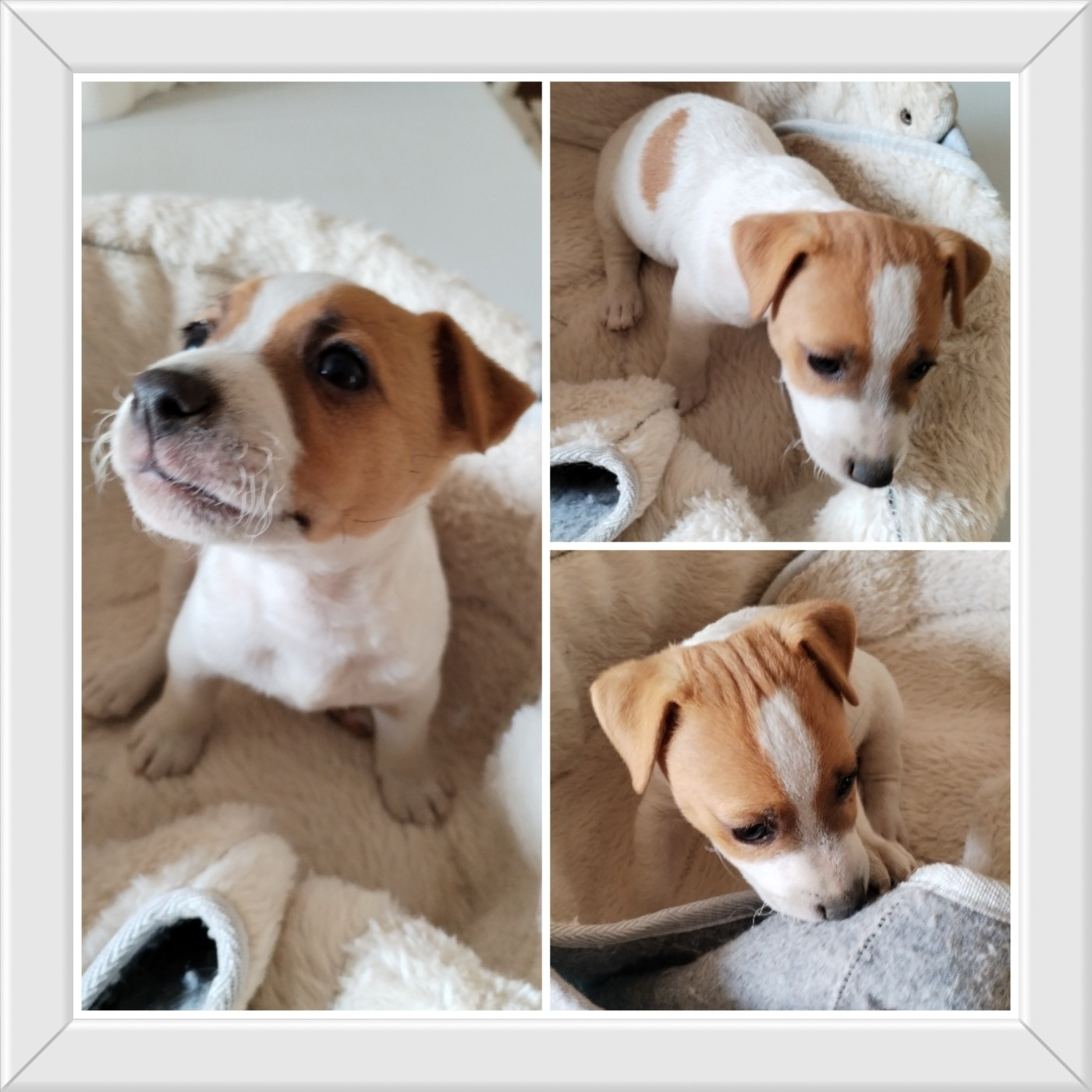 Des Puppies De Madras - Chiots disponibles - Jack Russell Terrier