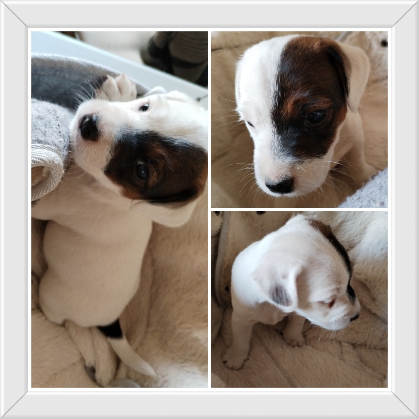 Des Puppies De Madras - Chiots disponibles - Parson Russell Terrier
