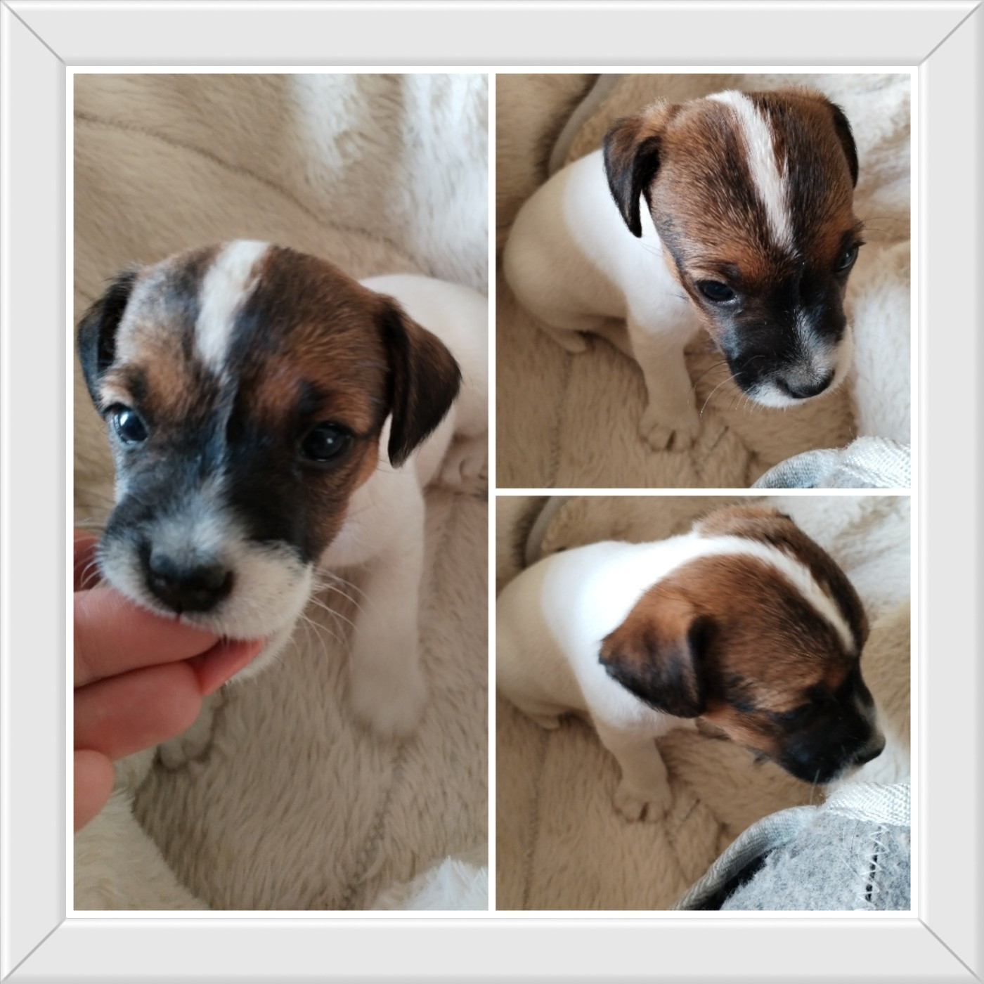 Des Puppies De Madras - Chiots disponibles - Parson Russell Terrier