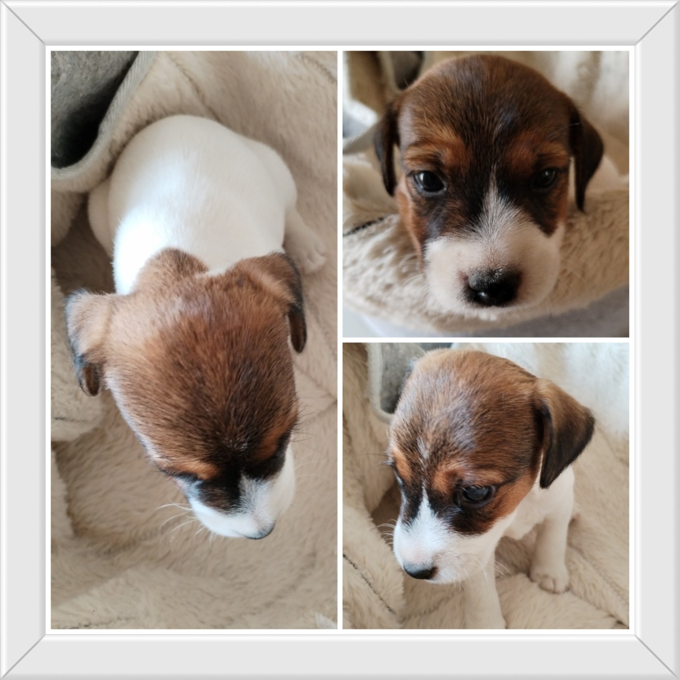 Des Puppies De Madras - Chiots disponibles - Parson Russell Terrier