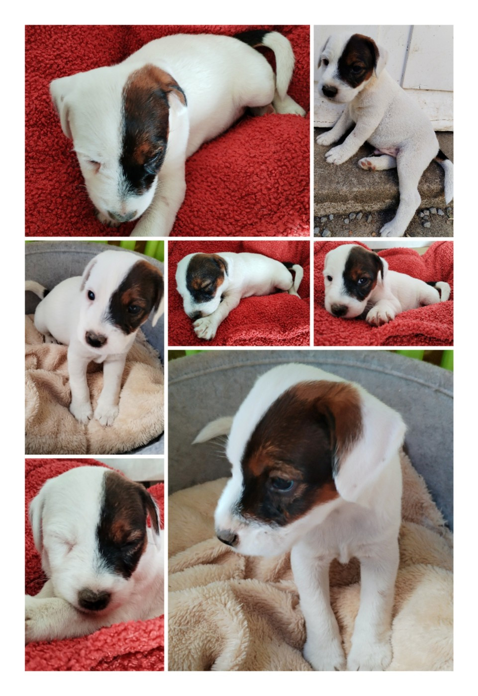 Des Puppies De Madras - Chiots disponibles - Parson Russell Terrier