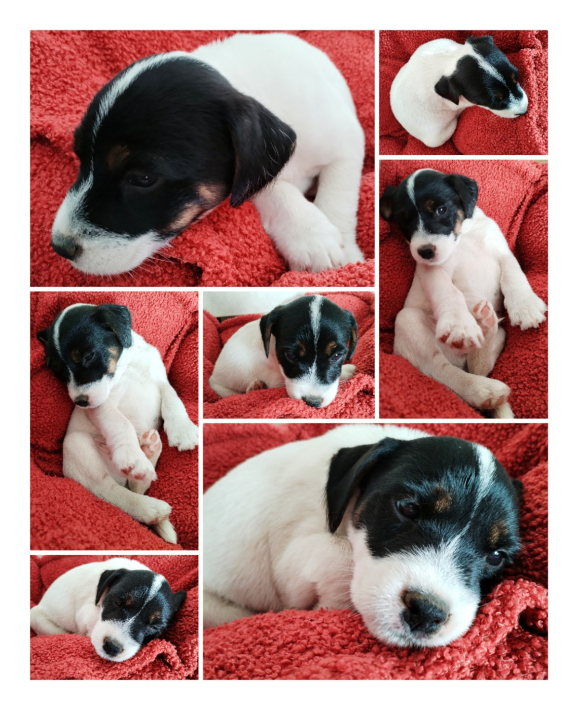 Des Puppies De Madras - Chiots disponibles - Parson Russell Terrier