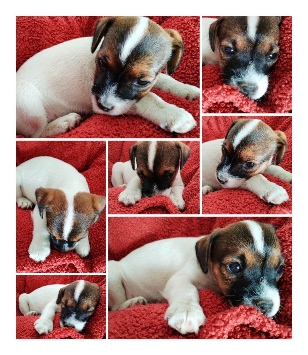 Des Puppies De Madras - Chiots disponibles - Parson Russell Terrier