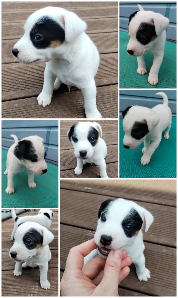 Des Puppies De Madras - Chiots disponibles - Parson Russell Terrier