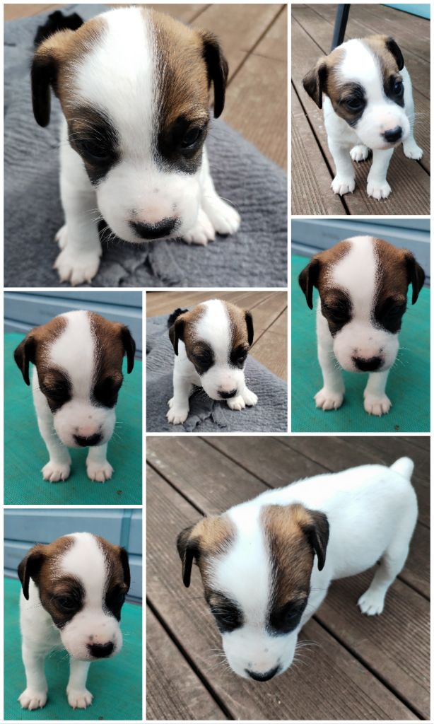 Des Puppies De Madras - Chiots disponibles - Parson Russell Terrier
