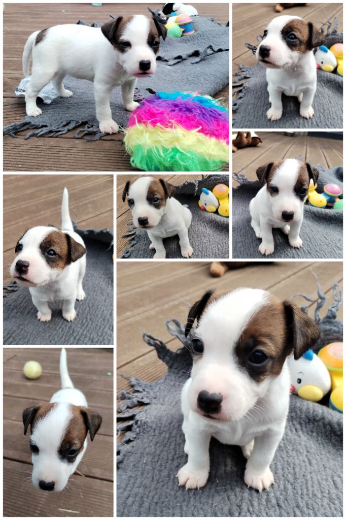 Des Puppies De Madras - Chiots disponibles - Parson Russell Terrier
