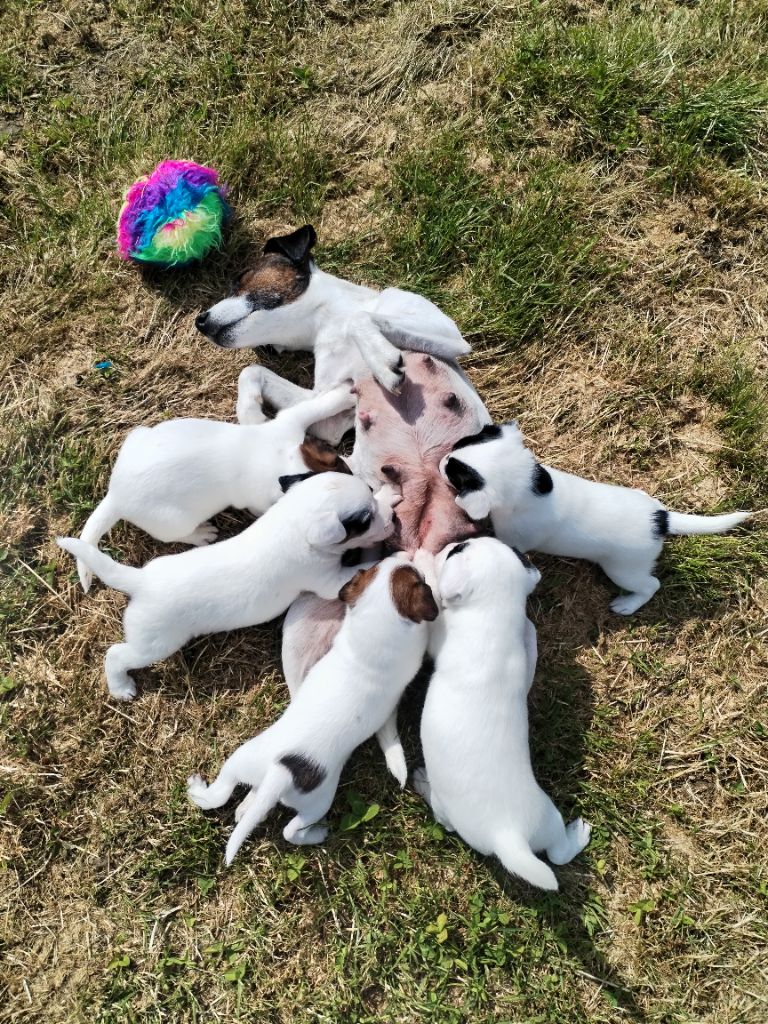 Chiot Parson Russell Terrier Des Puppies De Madras